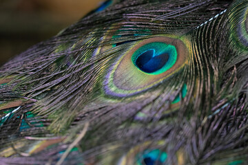Obraz premium Detailed close-up of iridescent peacock feathers showing vibrant blue, green, and gold eyespots with intricate texture and natural patterns.