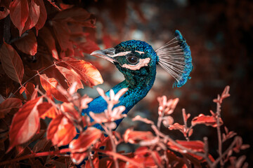 Colorful Peacock in Lush Greenery on a Sunny Day A vibrant Indian peacock with iridescent blue and...