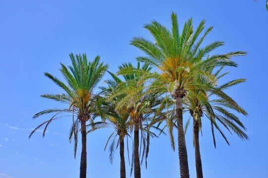 palm trees against blue sky