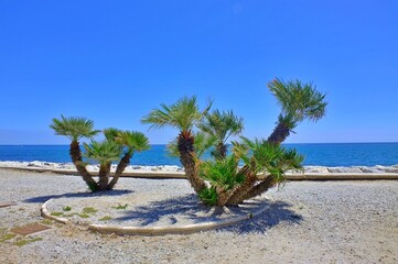 palm trees Benalmadena on the beach