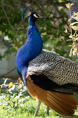 Obraz premium Colorful Peacock in Lush Greenery on a Sunny Day A vibrant Indian peacock with iridescent blue and green feathers standing amidst lush garden greenery on a sunny day