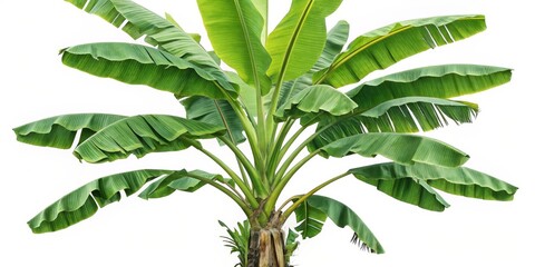 Banana Tree Lush Green Foliage, Isolated on White, Tropical Plant, Nature Photography Banana tree, tropical plant