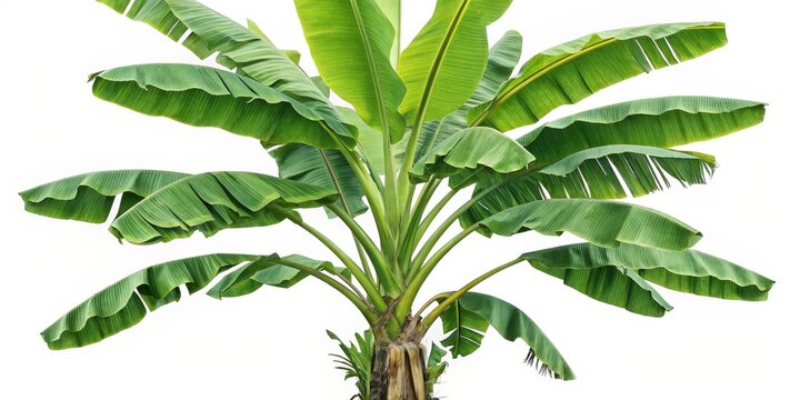Banana Tree Lush Green Foliage, Isolated on White, Tropical Plant, Nature Photography Banana tree, tropical plant