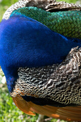 Colorful Peacock in Lush Greenery on a Sunny Day A vibrant Indian peacock with iridescent blue and...