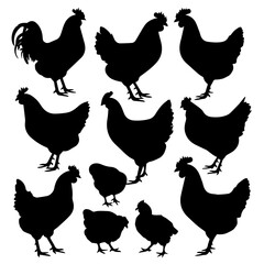 Silhouettes of various chickens, roosters, and chicks arranged in a grid pattern on a white background, showcasing different poses and feather shapes in a clean vector style.