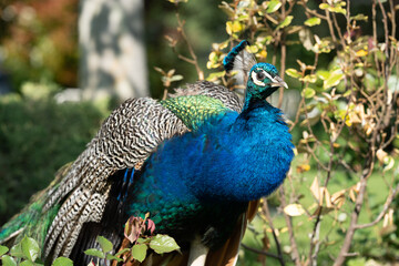 Obraz premium Colorful Peacock in Lush Greenery on a Sunny Day A vibrant Indian peacock with iridescent blue and green feathers standing amidst lush garden greenery on a sunny day
