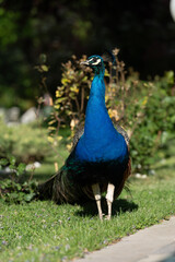 Colorful Peacock in Lush Greenery on a Sunny Day A vibrant Indian peacock with iridescent blue and...