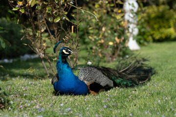 Obraz premium Colorful Peacock in Lush Greenery on a Sunny Day A vibrant Indian peacock with iridescent blue and green feathers standing amidst lush garden greenery on a sunny day