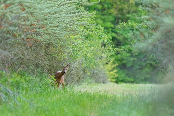 Ein junges Reh in einem grünen Wald