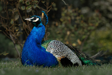 Colorful Peacock in Lush Greenery on a Sunny Day A vibrant Indian peacock with iridescent blue and...