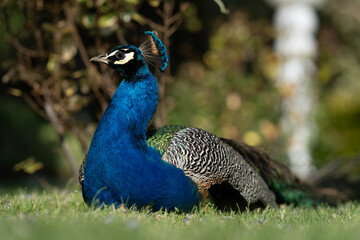 Colorful Peacock in Lush Greenery on a Sunny Day A vibrant Indian peacock with iridescent blue and...