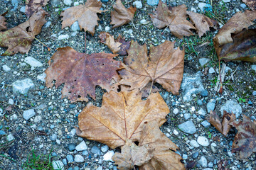 Several yellow leaves fallen from a tree onto the asphalt of a road on an autumn day. Warm October day