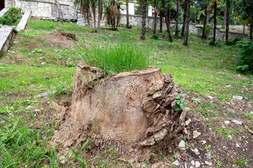 In the center of the park stands a massive tree stump, the remains of an old tree. On its surface, a small green greenhouse of plants has formed.