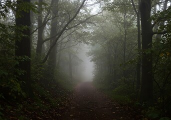 Obraz premium Mystical Forest Path in Fog Nature Scenery, Trees, Trail, Misty Landscape, Atmospheric, Serene.