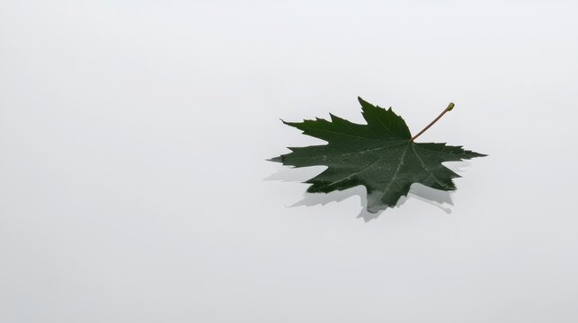 A single, dark green maple leaf.