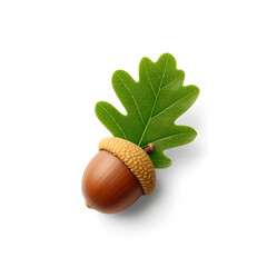 Acorn with Green Oak Leaf Isolated On White