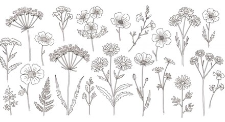 Set of monochrome botanical illustrations