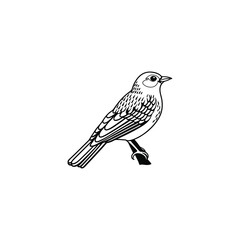 toucan-bird--white-background Toucan. Digital illustration for books and stories about animals. Simple, bright picture.

