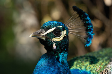 Colorful Peacock in Lush Greenery on a Sunny Day A vibrant Indian peacock with iridescent blue and green feathers standing amidst lush garden greenery on a sunny day