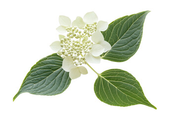 White hydrangea flower blossom with green leaves isolated