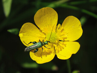 Thick-legged flower beetle (Oedemera nobilis), also known as swollen-thighed beetle, male on a creeping buttercup flower