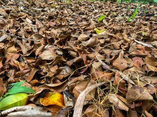 Dry Leaves on the Forest Floor