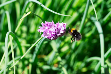 A bumblebee is captured mid-flight as it approaches a vibrant purple chive flower. The bee is likely seeking nectar and pollen