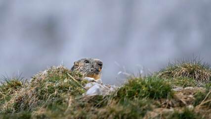 Peeking Alpine Marmot (Marmota Marmota)