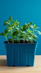 Obraz premium Young green basil seedlings flourish inside a square blue pot on the wooden table