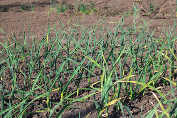 Row green stems of top garlic growing in kitchen garden. Seedling of allium sativum the amaryllidaceae family with green leaves in vegetable garden. Shoots of organic plants the subfamily allioideae.