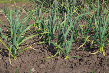 Row green stems of top garlic growing in kitchen garden. Seedling of allium sativum the amaryllidaceae family with green leaves in vegetable garden. Shoots of organic plants the subfamily allioideae.