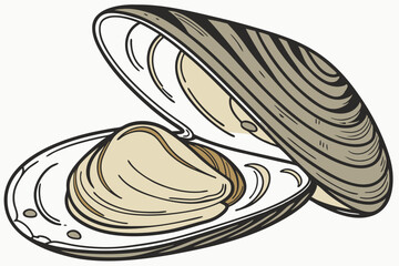 117 mussel, shell, freshwater, bivalve mollusk, close-up, detailed, photorealistic, high resolution