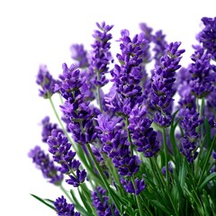 Fototapeta premium A close-up view of lavender flowers with purple blossoms, isolated against a clean white background