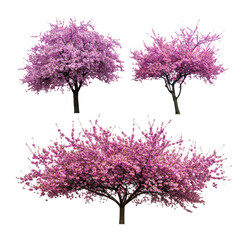 Obraz premium Cherry Blossom Canopy with Vibrant Pink Petals in Spring Season, Isolated on Transparent Background