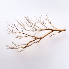 Fototapeta premium A dry, bare tree branch is isolated against a plain white background