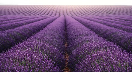 Obraz premium Lavender's Embrace