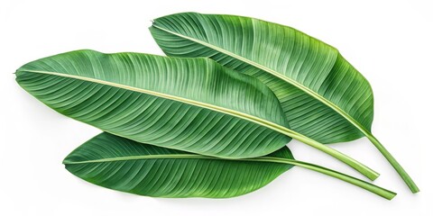 Fototapeta premium Tropical Banana Leaves Flatlay Three Lush Green Leaves on White, Botanical, Nature, Plants Tropical plants, leaf texture