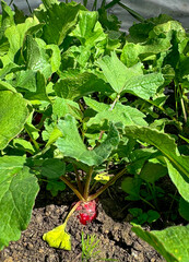Lush green radish plant growing in sunlit garden soil