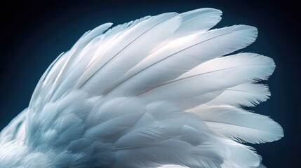 Fototapeta premium White Feather Plume Texture on Dark Background