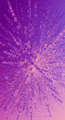 Purple Lavender field blooms upward