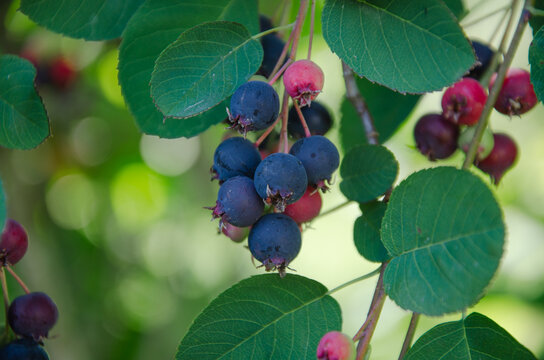 blue berries close-up, Amelanchier rotundifolia