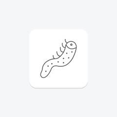 Sea Cucumber, vector, pixel perfect, illustrator file