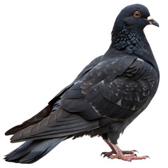Fototapeta premium A Black pigeon isolated on white transparent background