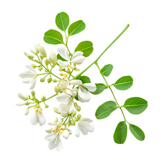 White Moringa Flowers Green Leaves Isolated Black Background