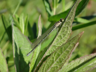 The azure damselfly (Coenagrion puella), female perching on a leaf