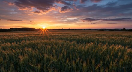 Fototapeta premium Vibrant Sunset Over a Golden Wheat Field