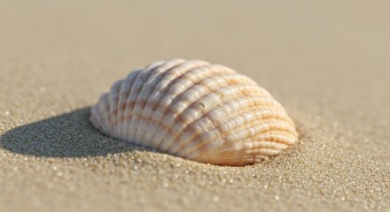 Closeup of a Cream-Colored Seashell on a Sandy Beach