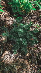 Green foliage plant in natural forest setting with brown mulch and sunlight