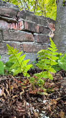 Vibrant green ferns growing against rustic brick wall in sunlit garden