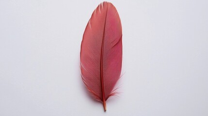 A single feather of a red bird.